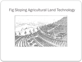 Fig Sloping Agricultural Land Technology
 