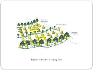 FigTrees with coffee in sloping areas
 