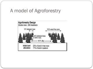 A model of Agroforestry
 