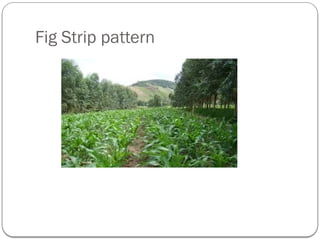 Fig Strip pattern
 