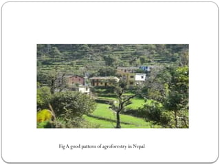 Fig A good pattern of agroforestry in Nepal
 