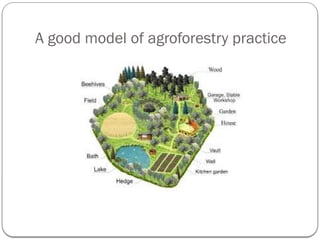 A good model of agroforestry practice
 