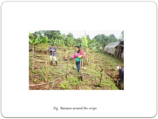 Fig Bananas around the crops
 