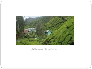 FigTea garden with shade trees
 