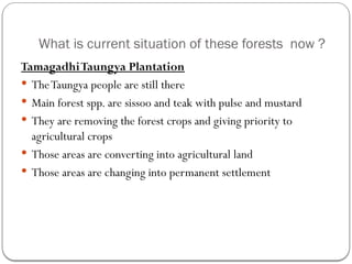 What is current situation of these forests now ?
TamagadhiTaungya Plantation
 TheTaungya people are still there
 Main forest spp. are sissoo and teak with pulse and mustard
 They are removing the forest crops and giving priority to
agricultural crops
 Those areas are converting into agricultural land
 Those areas are changing into permanent settlement
 