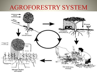 Agroforestry | PDF