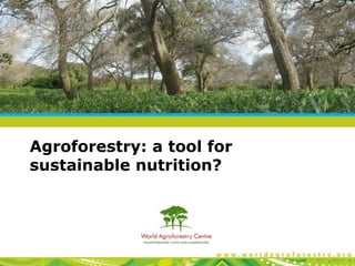 Agroforestry: a tool for
sustainable nutrition?

 
