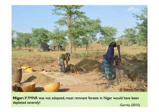 Agroforestry and redd+ in Africa: potentials, challenges and the way forward