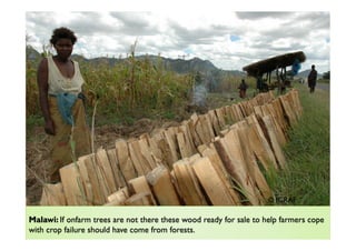 Agroforestry and redd+ in Africa: potentials, challenges and the way forward