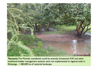 Agroforestry and redd+ in Africa: potentials, challenges and the way forward