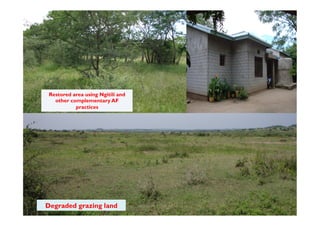 Agroforestry and redd+ in Africa: potentials, challenges and the way forward