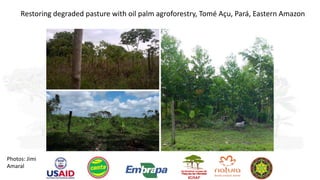 Agroforestry systems for restoration in Brazil:  reconciling social and ecological functions to upsca