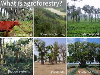 Agroforestry for Livelihoods and Climate