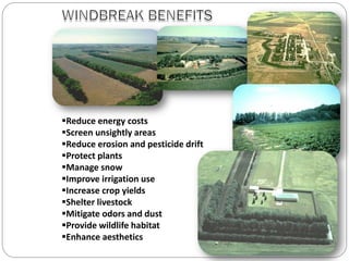 Agroforestry for livelihood support in rural area | PDF