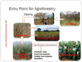 Agroforestry for livelihood support in rural area | PDF