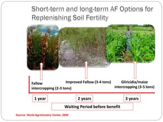 Agroforestry for livelihood support in rural area | PDF