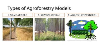 Silvaarable Agroforestry: Sustainable Farming for Profit and Environmental Health ...