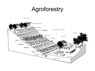 Agroforestry systems and architecture | PPT