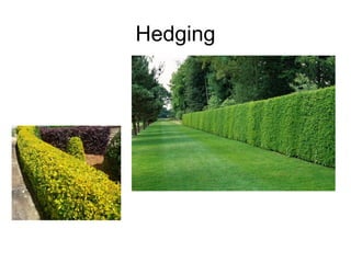 Agroforestry systems and architecture | PPT