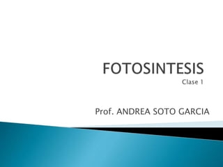 Prof. ANDREA SOTO GARCIA
 