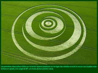 Les premières observations faites sur le terrain laissent perplexes car les tiges des céréales ne sont en aucun cas coupées mais
tordues en spirale, d'un angle de 90°, au niveau de leur premier nœud.
 