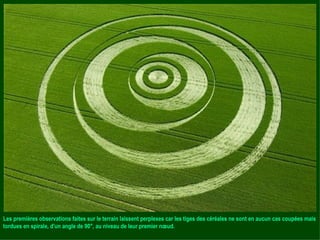 Les premières observations faites sur le terrain laissent perplexes car les tiges des céréales ne sont en aucun cas coupées mais tordues en spirale, d'un angle de 90°, au niveau de leur premier nœud. 