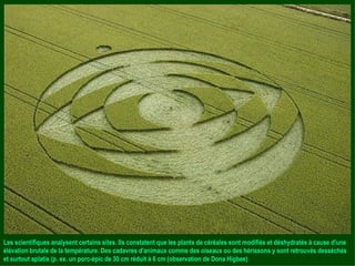 Les scientifiques analysent certains sites. Ils constatent que les plants de céréales sont modifiés et déshydratés à cause d'une élévation brutale de la température. Des cadavres d'animaux comme des oiseaux ou des hérissons y sont retrouvés desséchés et surtout aplatis (p. ex. un porc-épic de 30 cm réduit à 6 cm (observation de Dona Higbee) 