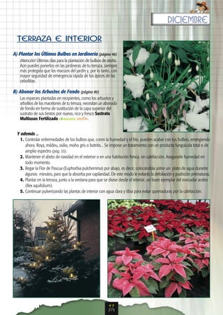 diciembre

  TERRAZA E INTERIOR
A) Plantar los Últimos Bulbos en Jardinería (página 46)
   ¡Atención! Últimos días para la plantación de bulbos de otoño.
   Aún puedes ponerlos en las jardineras de tu terraza, siempre
   más protegida que los macizos del jardín y, por lo tanto, con
   mayor seguridad de emergencia rápida de los ápices de las
   cebollitas.

B) Abonar los Arbustos de Fondo (página 80)
   Las especies plantadas en recipientes, como los arbustos y
   arbolitos de los macetones de tu terraza, necesitan un abonado
   de fondo en forma de sustitución de la capa superior del
   sustrato de sus tiestos por nuevo, rico y fresco Sustrato
   Multiusos Fertilizado                        .


  Y además ...
   1. Controlar enfermedades de los bulbos que, conm la humedad y el frío, pueden acabar con tus bulbos, emergiendo
      ahora. Roya, mildeu, oidio, moho gris o botritis... Se impone un tratamiento con un producto funguicida total o de
      amplio espectro (pág. 53).
   2. Mantener el abeto de navidad en el exterior o en una habitación fresca, sin calefacción. Asegurarle humedad en
      todo momento.
   3. Regar la Flor de Pascua (Euphorbia pulcherrima) por abajo, es decir, colocándola sobre un plato de agua durante
      algunos minutos, para que la absorba por capilaridad. De este modo le evitarás la defoliación y pudrición prematuras.
   4. Plantar en la terraza, junto a la ventana para que se divise desde el interior, un buen ejemplar del evocador acebo
      (Ilex aquifolium).
   5. Continuar pulverizando las plantas de interior con agua clara y tibia para evitar quemaduras por la calefacción.




                                                           47
                                                           275
 
