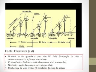 Fonte: Fernandes (s.d)
• O corte se faz quando a cana tem 18º Brix. Maturação da cana –
armazenamento de açúcares nos colmos.
• Centro-Oeste e Sudeste – corte da cana em abril a novembro
• Nordeste – corte da cana em novembro a abril.
• Um hectare de terra produz 88 toneladas de cana-de-açúcar
 