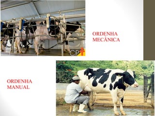 ORDENHA
MECÂNICA
ORDENHA
MANUAL
 