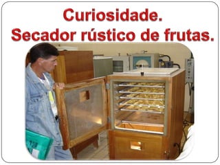 Secador rústico de frutas. Secador para produção de frutas e hortaliças desidratadas.