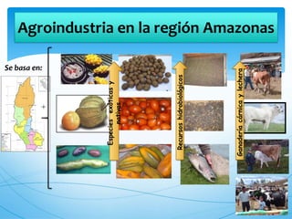 Agroindustria en la región Amazonas
Se basa en:
Especiesexóticasy
nativas
Recursoshidrobiológicos
Ganaderíacárnicaylechera
 