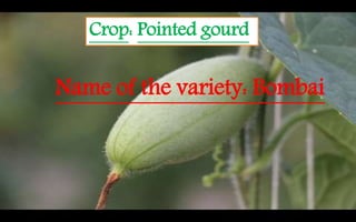 Crop: Pointed gourd
Name of the variety: Bombai
 