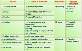 Operation Period of occurrence Phenophase Period of
Occurrence
1.Land Preparation 1ST week of September 1.Flowering 2ND week of
December
onwards2.Sowing 4th week of September-1st week of
October
3.Weeding 1st week of November
4.Irrigation  1st irrigation during land
preparation.
Then 1st week of Nov. after
weeding
After flowering, in every week field
was irrigated.
2.Fruiting 3rd week of
December
onwards
5.Fertilizer Application During land preparation.
6.Hand pollination After every flush of flowering. 3.Maturity 2nd week of
January onwards7.Crop protection measure 1 day in a week from growth stage
onwards.
8.Harvesting 2nd week of January- 4th week of
July.
 
