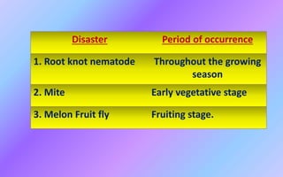 Disaster Period of occurrence
1. Root knot nematode Throughout the growing
season
2. Mite Early vegetative stage
3. Melon Fruit fly Fruiting stage.
 