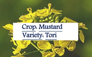 Crop: Mustard
Variety: Tori
 