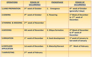 OPERATIONS PERIOD OF
OCCURRENCE
PHENOPHASE PERIOD OF
OCCURRENCE
1.LAND PREPARATION 3rd week of October 1. Emergence 4th week of October
(generally 4 days)
2.SOWING 4th week of October 2. Flowering 1st Week of December
to 2nd week of
December.
3.THIINING & WEEDING 2nd week of November
4.WEEDING 4th week of November 3. Siliqua formation 3rd Week of December
to 4th week of
December
5.IRRIGATION 1st week of December 4. Seed development 1st week of January to
last week of January
6.FERTILIZER
APPLICATION
1st week of December. 5. Maturity/Harvest 2nd Week of February
7.HARVESTING 2nd week of February
 