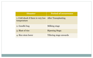 Disaster Period of occurrence
1. Cold shock if there is very low
temperature
After Transplanting
2. Gundhi bug Milking stage
3. Blast of rice Ripening Stage.
4. Rice stem borer Tillering stage onwards
 
