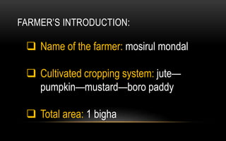 FARMER’S INTRODUCTION:
 Name of the farmer: mosirul mondal
 Cultivated cropping system: jute—
pumpkin—mustard—boro paddy
 Total area: 1 bigha
 