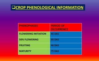 CROP PHENOLOGICAL INFORMATION
PHENOPHASES PERIOD OF
OCCURRENCE
FLOWERING INITIATION 45 DAS
50% FLOWERING 60 DAS
FRUITING 46 DAS
MATURITY 75 DAS
 