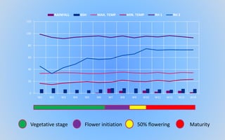 0
20
40
60
80
100
120
W1 W2 W3 W4 W5 W6 W7 W8 W9 W10 W11 W12 W13 W14
RAINFALL BSH MAX. TEMP MIN. TEMP RH 1 RH 2
Vegetative stage Flower initiation 50% flowering Maturity
 