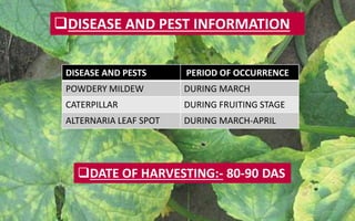 DISEASE AND PEST INFORMATION
DISEASE AND PESTS PERIOD OF OCCURRENCE
POWDERY MILDEW DURING MARCH
CATERPILLAR DURING FRUITING STAGE
ALTERNARIA LEAF SPOT DURING MARCH-APRIL
DATE OF HARVESTING:- 80-90 DAS
 