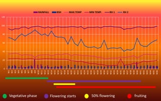 0
20
40
60
80
100
120
W1
W2
W3
W4
W5
W6
W7
W8
W9
W10
W11
W12
W13
W14
W15
W16
W17
W18
W19
W20
W21
W22
W23
W24
W25
W26
W27
W28
W29
W30
W31
W32
W33
W34
W35
W36
W37
W38
W39
W40
W41
W42
W43
W44
W45
W46
RAINFALL BSH MAX.TEMP MIN TEMP. RH 1 RH 2
Vegetative phase Flowering starts 50% flowering fruiting
 