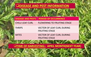 DISEASE AND PEST INFORMATION
DISEASE AND PESTS PERIOD OF OCCURRENCE
CHILLI LEAF CURL FLOWERING TO FRUITING STAGE
THRIPS VECTOR OF LEAF CURL DURING
FRUITING STAGE
MITES VECTOR OF LEAF CURL DURING
FRUITING STAGE
TIME OF HARVESTING:- APRIL MONTH(NEXT YEAR)
 