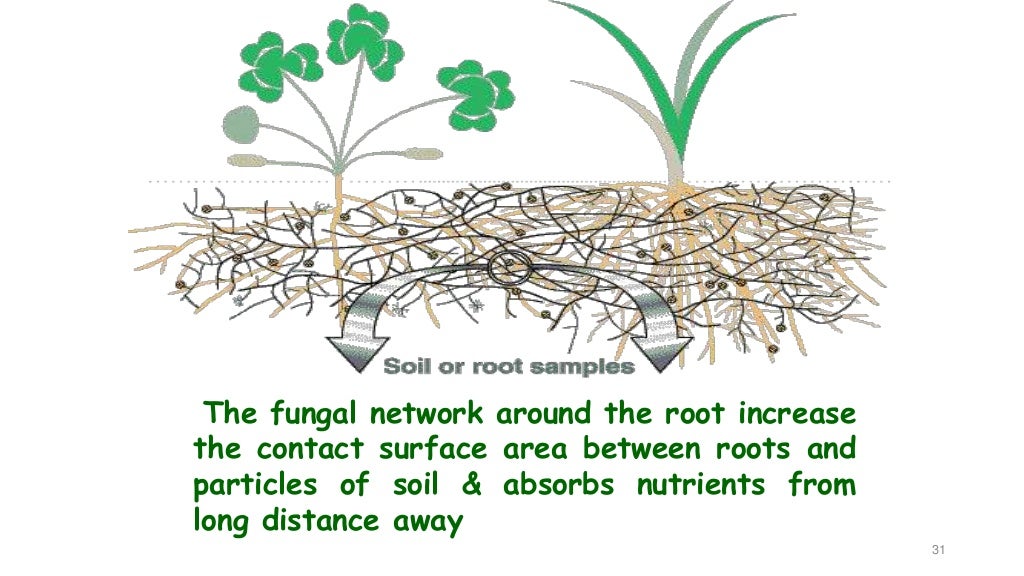 biofertilizer and its application on major field crop