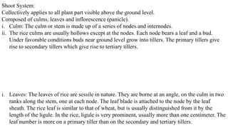 Shoot System:
Collectively applies to all plant part visible above the ground level.
Composed of culms, leaves and inflorescence (panicle).
i. Culm: The culm or stem is made up of a series of nodes and internodes.
ii. The rice culms are usually hollows except at the nodes. Each node bears a leaf and a bud.
Under favorable conditions buds near ground level grow into tillers. The primary tillers give
rise to secondary tillers which give rise to tertiary tillers.
i. Leaves: The leaves of rice are sessile in nature. They are borne at an angle, on the culm in two
ranks along the stem, one at each node. The leaf blade is attached to the node by the leaf
sheath. The rice leaf is similar to that of wheat, but is usually distinguished from it by the
length of the ligule. In the rice, ligule is very prominent, usually more than one centimeter. The
leaf number is more on a primary tiller than on the secondary and tertiary tillers.
 