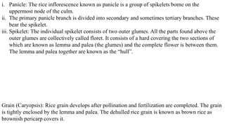 i. Panicle: The rice inflorescence known as panicle is a group of spikelets borne on the
uppermost node of the culm.
ii. The primary panicle branch is divided into secondary and sometimes tertiary branches. These
bear the spikelet.
iii. Spikelet: The individual spikelet consists of two outer glumes. All the parts found above the
outer glumes are collectively called floret. It consists of a hard covering the two sections of
which are known as lemma and palea (the glumes) and the complete flower is between them.
The lemma and palea together are known as the “hull”.
Grain (Caryopsis): Rice grain develops after pollination and fertilization are completed. The grain
is tightly enclosed by the lemma and palea. The dehulled rice grain is known as brown rice as
brownish pericarp covers it.
 