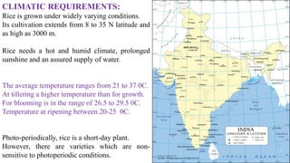 CLIMATIC REQUIREMENTS:
Rice is grown under widely varying conditions.
Its cultivation extends from 8 to 35 N latitude and
as high as 3000 m.
Rice needs a hot and humid climate, prolonged
sunshine and an assured supply of water.
The average temperature ranges from 21 to 37 0C.
At tillering a higher temperature than for growth.
For blooming is in the range of 26.5 to 29.5 0C.
Temperature at ripening between 20-25 0C.
Photo-periodically, rice is a short-day plant.
However, there are varieties which are non-
sensitive to photoperiodic conditions.
 