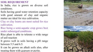 SOIL REQUIREMENT
In India, rice is grown on diverse soil
conditions.
Soils having good water retention capacity
with good amount of clay and organic
matter are ideal for rice cultivation.
Clay or clay loams are most suited for rice
cultivation.
Rice being a semi-aquatic crop grows best
under submerged conditions.
Rice plant is able to tolerate a wide range
of soil reaction
It grows well in soils having a pH range
between 5.5 and 6.5.
It can be grown on alkali soils also, after
treating them with gypsum or pyrite.
 