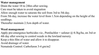 Water management
Drain the water 18 to 24hrs after sowing.
Care must be taken to avoid stagnation
Allow enough water to saturate the soil from 3rd to 5th day.
From 5th day, increase the water level from 1.5cm depending on the height of the
seedlings.
Thereafter maintain 2.5cm depth of water.
Weed management
Apply pre-emergence herbicides viz., Pretilachlor + safener @ 0.3kg/ha, on 3rd or
4th day after sowing to control weeds in the lowland nursery.
Keep a thin film of water and allow it to disappear.
Avoid drainage of water.
Nematode Control: Carbofuron 3-4 gm/m2
 